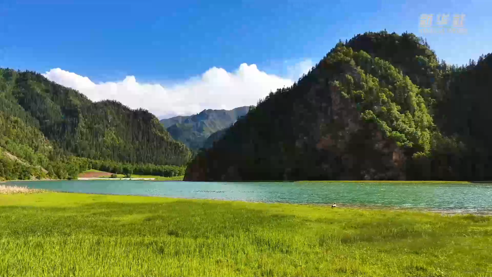 青海門(mén)源：夏日林場(chǎng)綠意濃